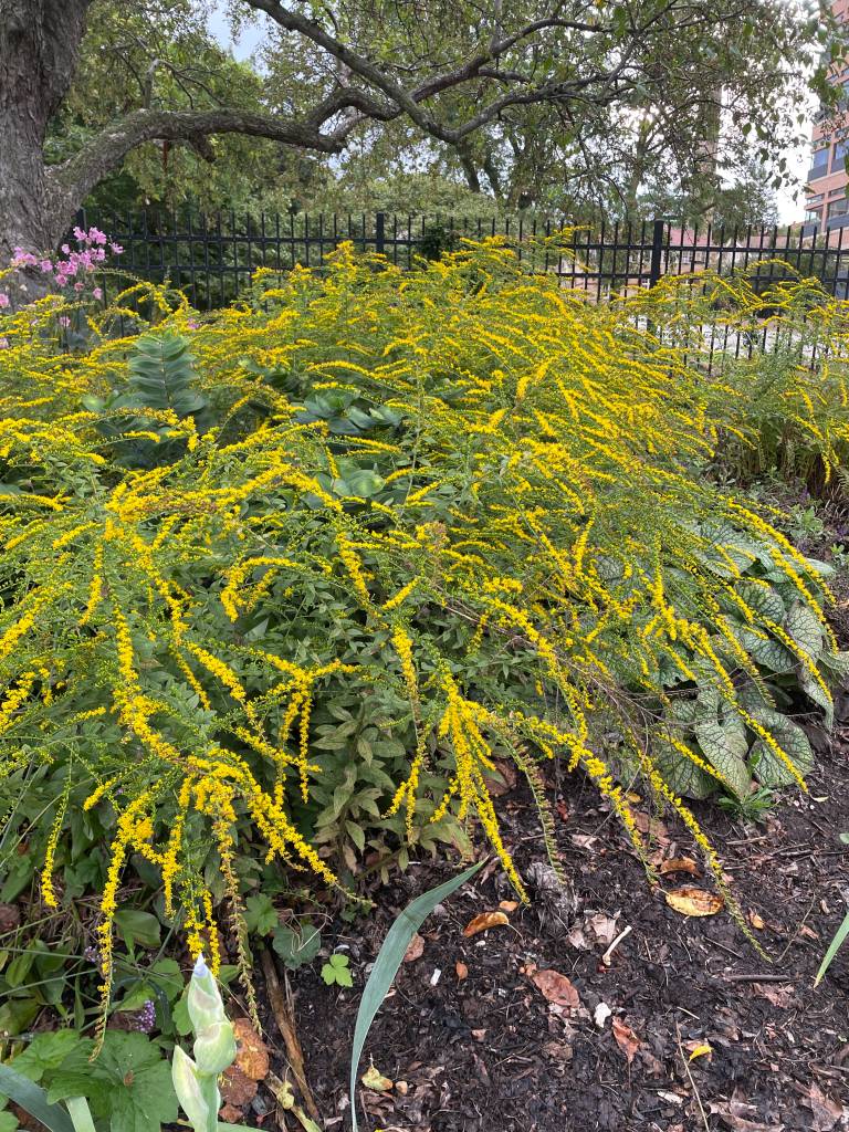 Plant name: Fireworks Goldenrod Solidago rugosa 